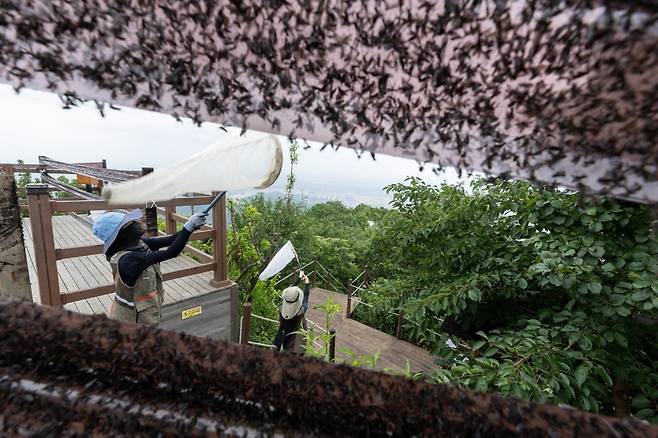 러브 버그 제거 작업 중인 인천 계양산. / 사진=뉴스1