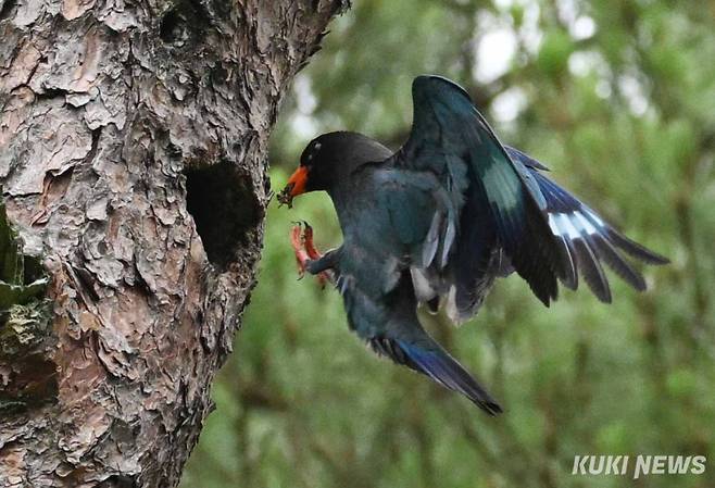 '얘들아, 먹이 가져왔다'새끼들에게 먹일 먹이를 문 파랑새가 둥지에 안착하고 있다.