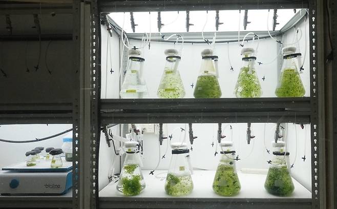 파이코헬스가 녹색의 호주 토종 해조류를 배양하고 있다. 2010년 자연에서 채취한 해조류로 다양한 영양과 기능성 물질을 함유하고 있다.