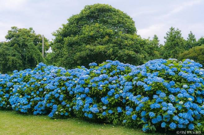 한국관광공사가 7월의 여행지로 수국 명소 제주를 추천했다. 사진은 무료 입장이 가능한 혼인지. /사진=한국관광공사