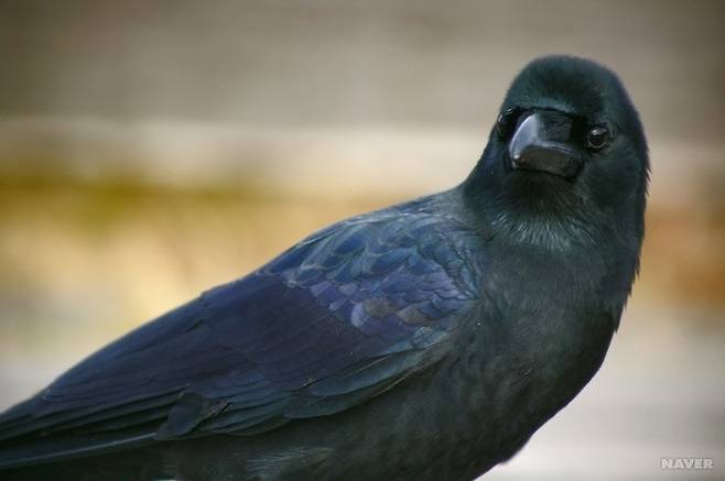 큰부리까마귀[출처 : 네이버 지식백과]