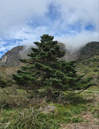 제주 한라산 구상나무의 유전체 연구와 종 보전의 기준이 될 대표목이 공개됐다. 제주도 세계자연유산본부 제공