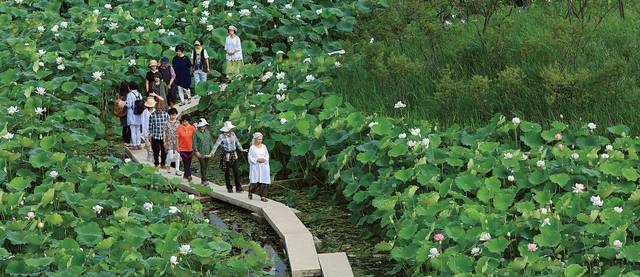 경기 양평 ‘세미원’의 ‘연꽃문화제’.