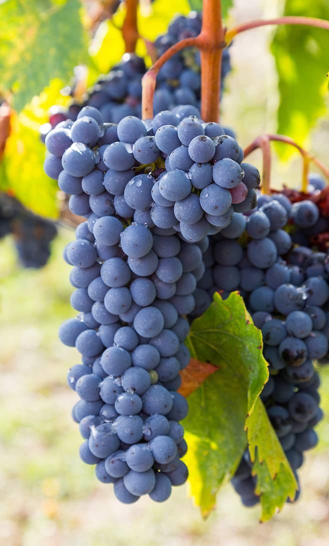 산지오베제 그로쏘. 브루넬로디몬탈치노협회