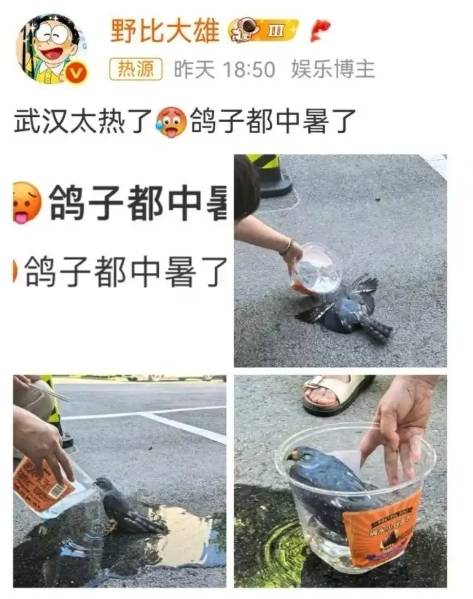 4일(현지시간) 중국 후베이성(省) 우한의 아스팔트 도로 위에서 기절한 채 쓰러져 있던 새가 주민의 도움으로 의식을 회복하고 있다. 웨이보 캡처
