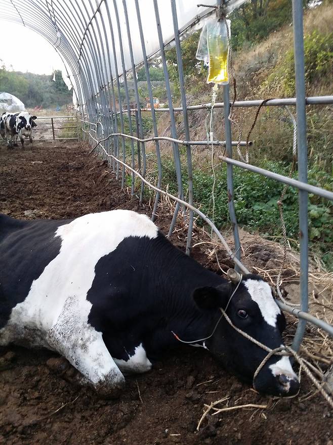 겁이 많아 동물병원에 데려가기 어려운 소는 대부분 농장에서 진료를 받는다. ⓒ최태규 제공