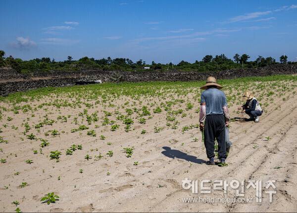 기후위기로 인해 농사는 더욱 힘들어졌다. 사진은 지난 5일, 폭염경보 속 땡볕에 타들어가는 제주시 구좌읍 행원리의 한 참깨밭. (사진=김환철 부장)
