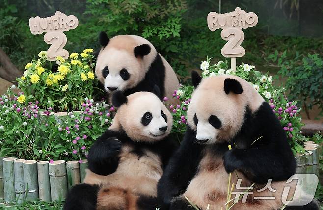 쌍둥이 아기판다 루이바오·후이바오가 두돌 생일을 맞은 7일 오전 경기 용인시 처인구 에버랜드 판다월드에서 엄마 아이바오와 루이바오·후이바오가 먹이를 먹고 있다. 2025.7.7/뉴스1 ⓒ News1 김영운 기자