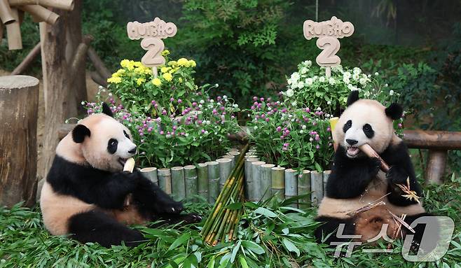 쌍둥이 아기판다 루이바오·후이바오가 두돌 생일을 맞은 7일 오전 경기 용인시 처인구 에버랜드 판다월드에서 루이바오·후이바오가 먹이를 먹고 있다. 2025.7.7/뉴스1 ⓒ News1 김영운 기자