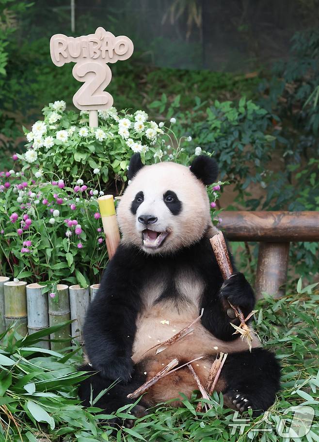 쌍둥이 아기판다 루이바오·후이바오가 두돌 생일을 맞은 7일 오전 경기 용인시 처인구 에버랜드 판다월드에서 후이바오가 먹이를 먹고 있다. 2025.7.7/뉴스1 ⓒ News1 김영운 기자