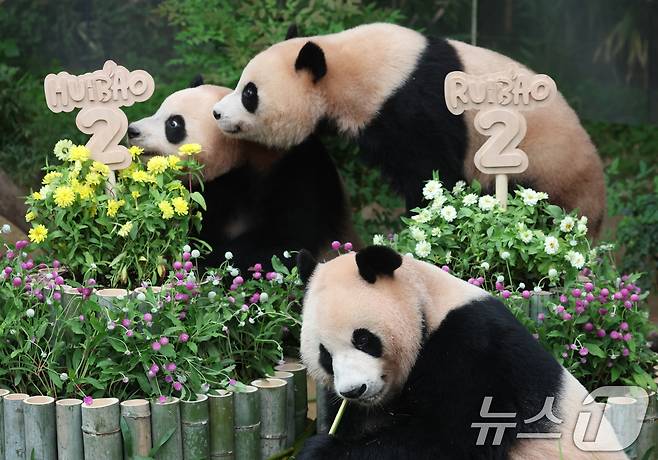 쌍둥이 아기판다 루이바오·후이바오가 두돌 생일을 맞은 7일 오전 경기 용인시 처인구 에버랜드 판다월드에서 엄마 아이바오와 루이바오·후이바오가 먹이를 먹고 있다. 2025.7.7/뉴스1 ⓒ News1 김영운 기자