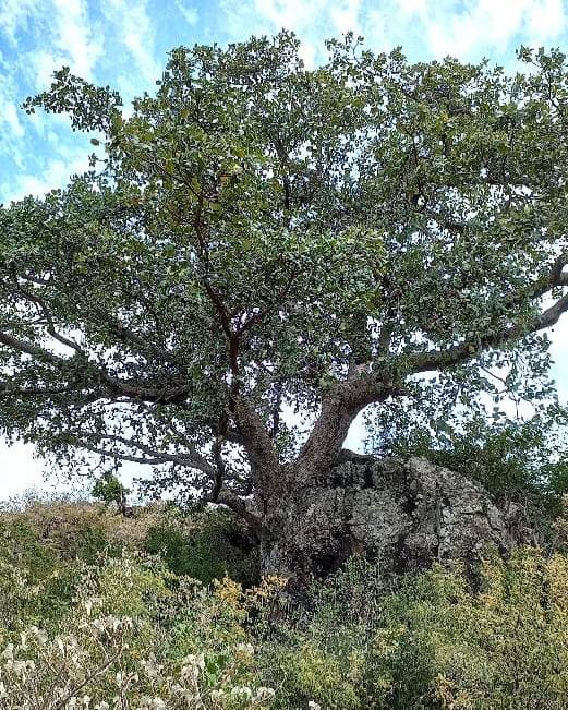 아프리카 케냐의 무화과나무./마이크 로울리(Mike Rowley) 스위스 취리히대 연구원