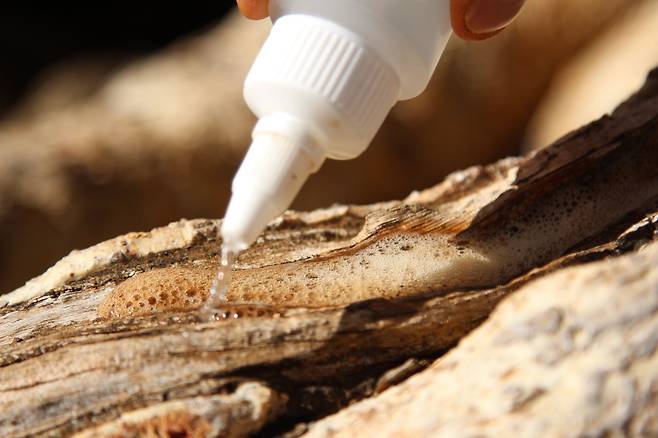 연구진은 나무에 약한 염산을 뿌리고 거품이 나오는지 관찰해 탄산칼슘의 유무를 확인했다. 탄산칼슘과 염산이 만나면 이산화탄소가 나온다./오셔 샨티 로젠(Osher Shanti Rozen)