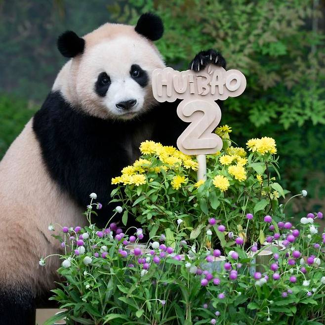 두돌 생일을 맞은 에버랜드 쌍둥이 판다 중 동생 후이바오ⓒ삼성물산