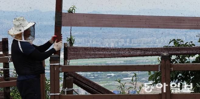 지난달 30일 인천 계양구 계양산 정상에 붉은등우단털파리(러브버그) 무리가 대량 출몰한 가운데 계양구청 공원녹지과 산림보호팀 관계자들이 방역 및 날벌레 트랩을 설치하고 있다. 인천=홍진환 기자 jean@donga.com