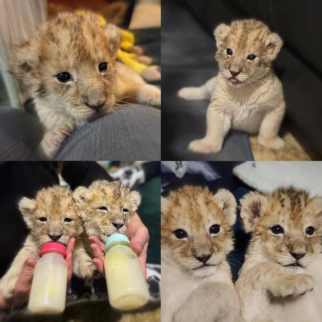 호주 퀸즐랜드의 한 동물원에서 50대 여성 직원이 사자에게 공격당해 팔을 심하게 다치는 사고가 발생했다. (사진=Darling Downs Zoo)