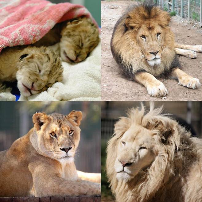 호주 퀸즐랜드의 한 동물원에서 50대 여성 직원이 사자에게 공격당해 팔을 심하게 다치는 사고가 발생했다. (사진=Darling Downs Zoo)