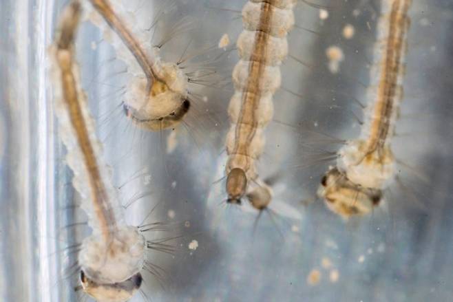 모기 유충의 모습. 게티이미지뱅크 제공.