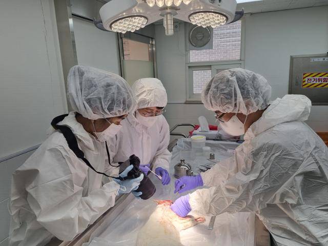 경기도동물위생시험소 관계자들이 범죄 피해가 의심되는 고양이를 상대로 부검을 실시하고 있다. 겅기도 제공