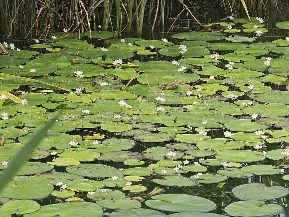 합덕제 하얀 어리연꽃 [사진=당진시]