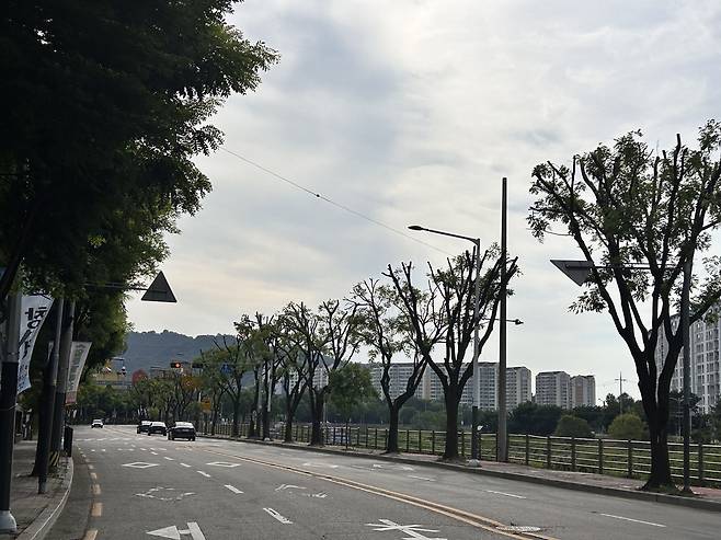 전북 전주시 전주천 여울로 770m 구간에 있는 회화나무 70그루가  가지치기된 모습. 전북환경운동연합 제공