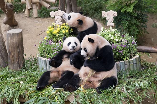 경기 용인시 에버랜드에서 7일 열린 두돌 생일 잔치를 즐기고 있는 쌍둥이 판다 루이바오(뒤)·후이바오(앞줄 왼쪽)와 엄마 아이바오의 모습. 에버랜드 제공