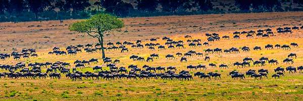 사바나 초원의 누우 무리. 누우는 물을 찾아 건기에 수백만 마리가 대이동을 한다. 누우는 태어나자마자 일어서고, 일어서자마자 달린다. 사자에게 잡아먹히지 않으려고. 사진 후첸.