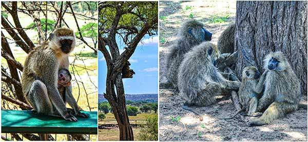 원숭이들. (왼쪽) 새끼를 안고 있는 버빗원숭이vervet. (가운데) 높은 나뭇가지 위에서 망을 보는 원숭이. (오른쪽) 서로 털을 골라 주는 개코원숭이baboon 가족. 털 속에 있는 벌레와 먼지를 털어내면서 유대감을 강화한다.
