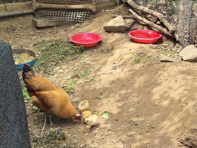부모님이 기르던 닭 ‘꼬꼬’가 세 마리의 병아리를 돌보고 있다.