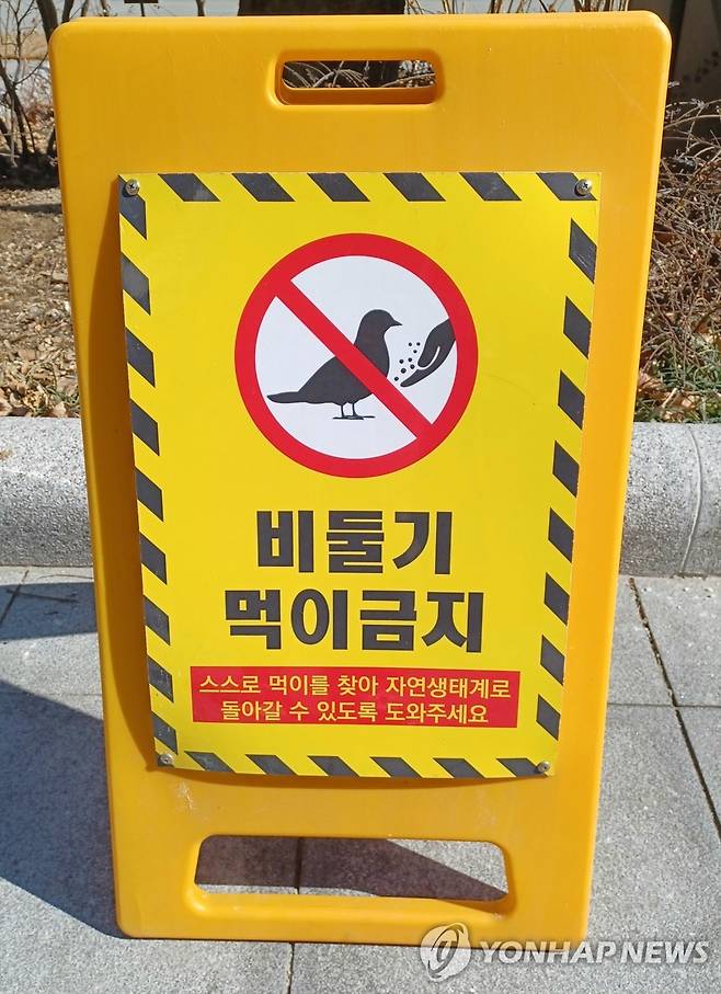 비둘기 먹이 금지 [촬영 안 철 수] 2025.2.18