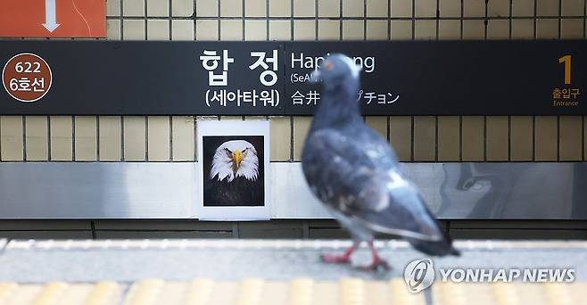 '들어오지 마라!' 2024년 1월 30일 서울 마포구 합정역 출입구에 맹금류 사진이 부착되어 있다. 서울교통공사는 역 안으로 비둘기가 들어온다는 민원으로 인해 흰머리수리 등 맹금류 사진을 부착한 것이라고 설명했다. [연합뉴스 자료사진]