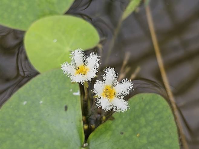 당진 합덕제에 핀 어리연꽃 [당진시 제공. 재판매 및 DB 금지]