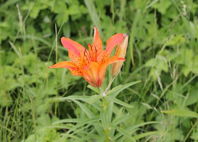 날개하늘나리 [국립공원공단 제공]