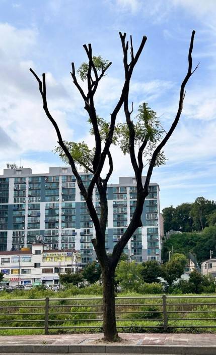 잘려나간 가로수 [전북환경운동연합 제공. 재판매 및 DB 금지]