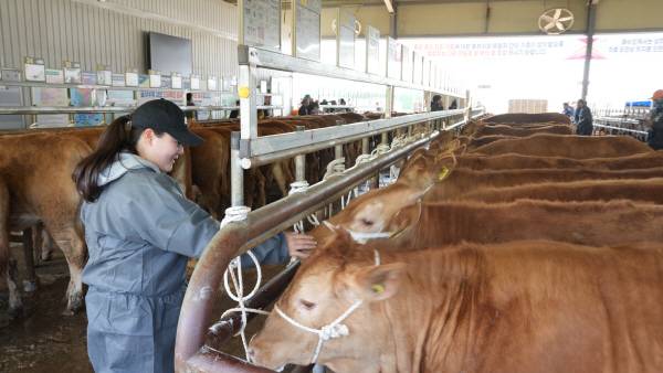 경주축협가축시장에서 송아지를 둘러보는 김하영 대표.