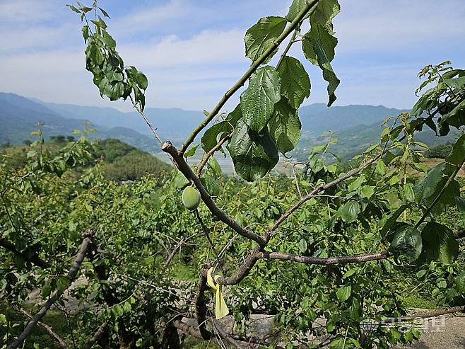 광양 다압면의 한 매실농장. 올해 초 이상저온으로 개화가 제대로 되지 않으면서 매실이 제대로 맺지를 못했다. 매실이 많게는 수십개가 열려 있어야 할 곳에 매실이 한 두개가 붙어 있는 모습이다. 이삼섭기자 seobi@mdilbo.com