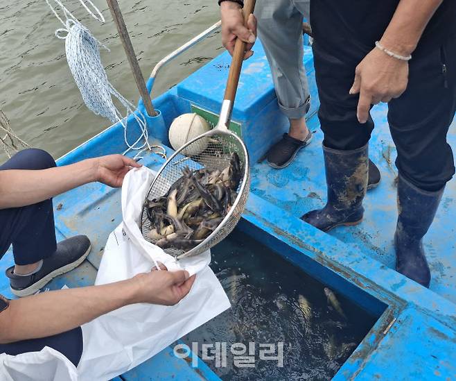경기도해양수산자원연구소 관계자들이 북한의 핵 폐수 방출 의혹을 조사하기 위해 접경지역 내수면 일대서 수산물을 채집하고 있다.(사진=경기도해양수산자원연구소)
