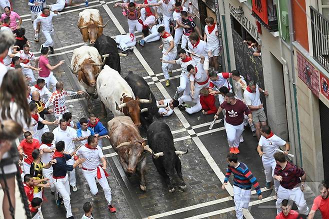 7일(현지시간) 스페인 팜프로나에서 열린 산 페르민 축제의 '엔시에로'에서 참가자들이 황소와 함께 달리다 넘어지고 있다.ⓒ AFP=뉴스1