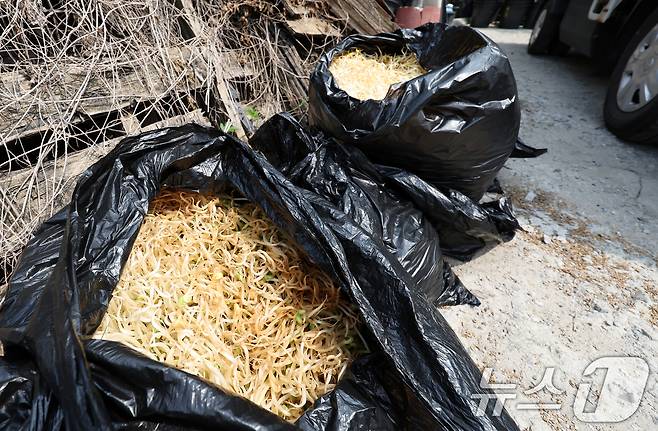 12일째 폭염특보가 이어지고 있는 8일 광주 광산구의 한 콩나물 재배사 실내 온도가 25도 이상을 보이며 생육이 부진한 콩나물의 모습. 2025.7.8/뉴스1 ⓒ News1 이승현 기자