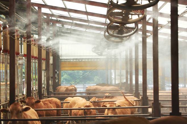 연일 폭염이 이어지는 8일 충북 제천시 봉양읍 명암리에 위치한 한우 축사에 살수시설이 풀 가동되고 있다. /뉴스1