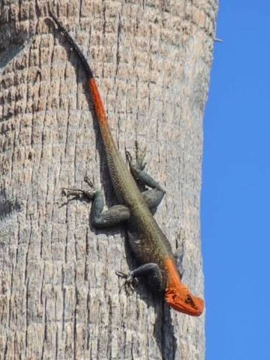 햇볕을 쬐고 있는 피터바위아가마./Pam Harting, Florida Master Naturalist