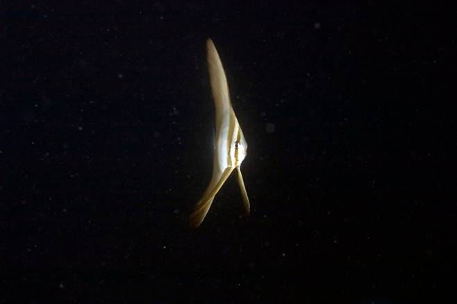 팔라우의 바다에서 한 곳에 정지한 열대어 깃털제비활치(Platax teira). 수중정지는 몸이 긴 물고기보다 가로로 긴 물고기가 더 잘한다./미 스크립스 해양연구소