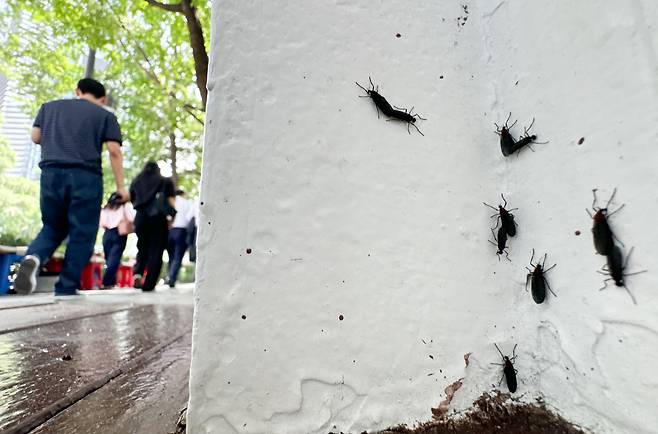 '러브버그'로 알려진 붉은등우단털파리가 수도권 도심 곳곳에서 기승을 부리고 있다. /뉴스1