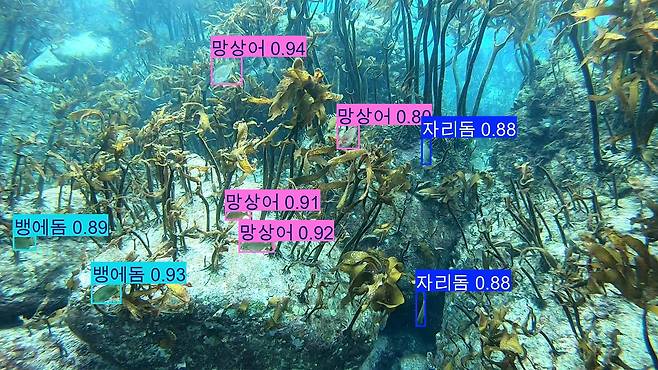 국립수산과학원은 인공지능(AI)을 활용해 독도에 서식하는 주요 어류를 식별했다./국립수산과학원