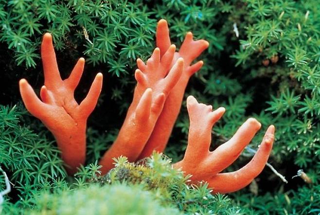 맹독성 '붉은사슴뿔버섯'. ⓒ산림청 국립산림과학원 제공