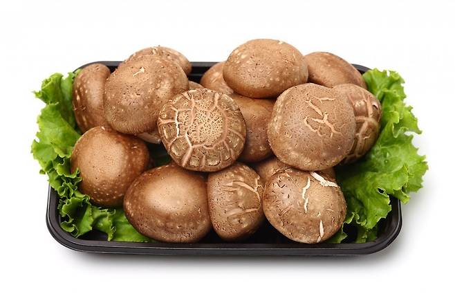 표고버섯. 동아일보DB