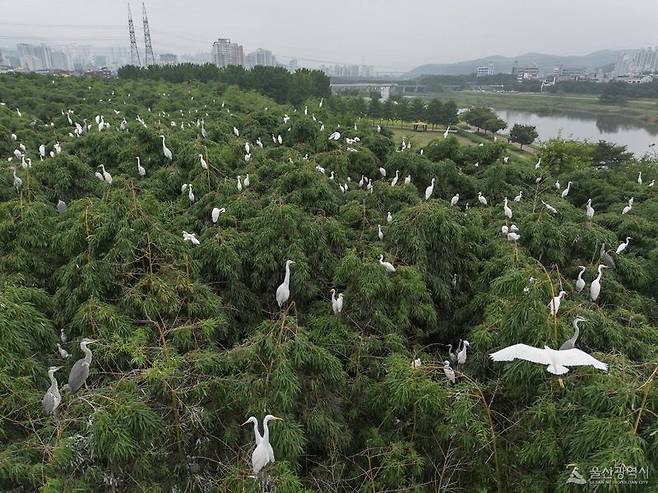 울산 태화강 삼호철새공원(대숲)에 날아든 여름 철새인 백로와 왜가리가 곳곳에 둥지를 틀고 번식 중이다. 이곳에는 백로류 7종이 번식을 한다. 울산시 제공