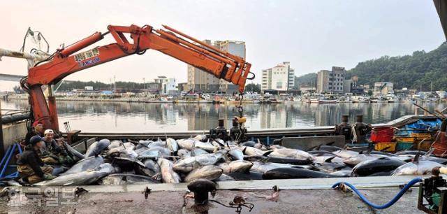 대형 참치를 실은 배가 지난 6일 경북 영덕군 강구항에 정박해 있다. 영덕군 제공