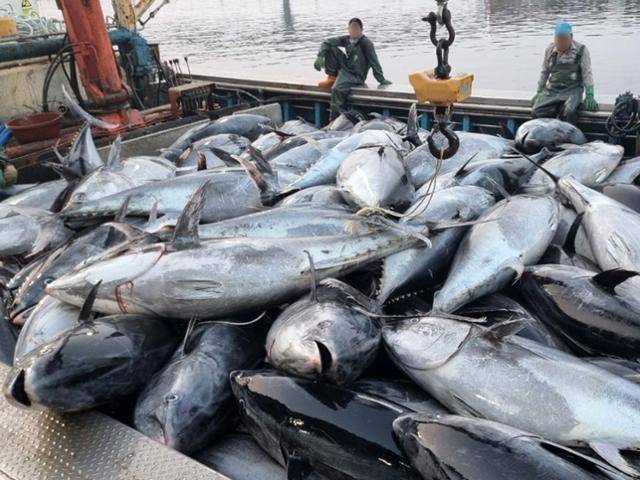 8일 경북 영덕군 강구항에서 어민들이 강구 앞 바다에서 잡힌 대형 참치들을 위판하기 위해 준비하고 있다. 참치들은 연안에서 약 20km 떨어진 곳에 쳐 둔 정치망 그물에 잡혔다. 뉴스1