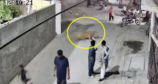 파키스탄에서 반려동물로 키우던 사자가 탈출해 행인들을 공격하는 사고가 발생했다./사진=엑스(X·옛트위터)